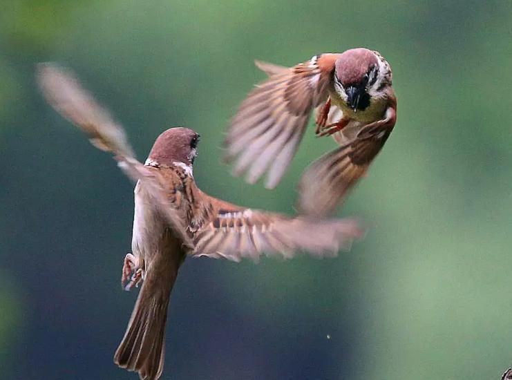 Why do sparrows like to bathe when the water is cool? So it is! iNEWS