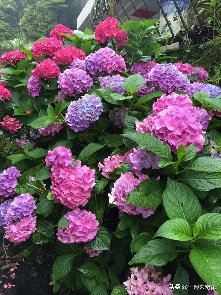 Everyone loves hydrangea, five advantages make people love it, full of ...