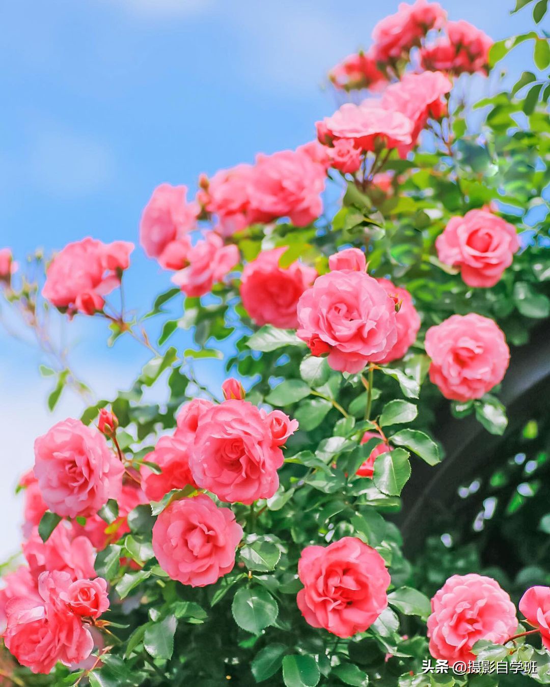 Roses bloom in March, let's learn how to shoot roses, and give you 6
