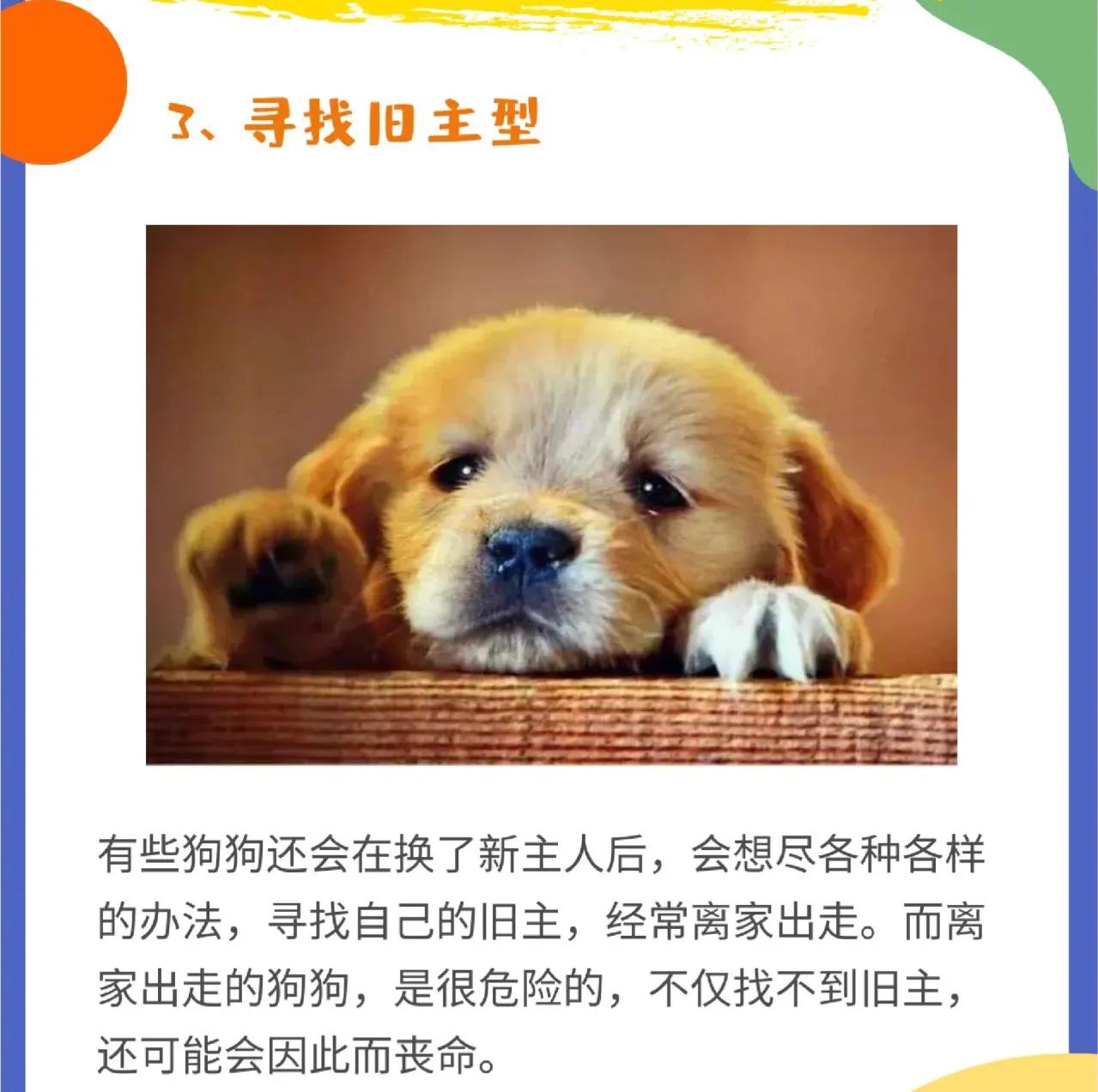 Five forms of dogs changing owners midway iNEWS