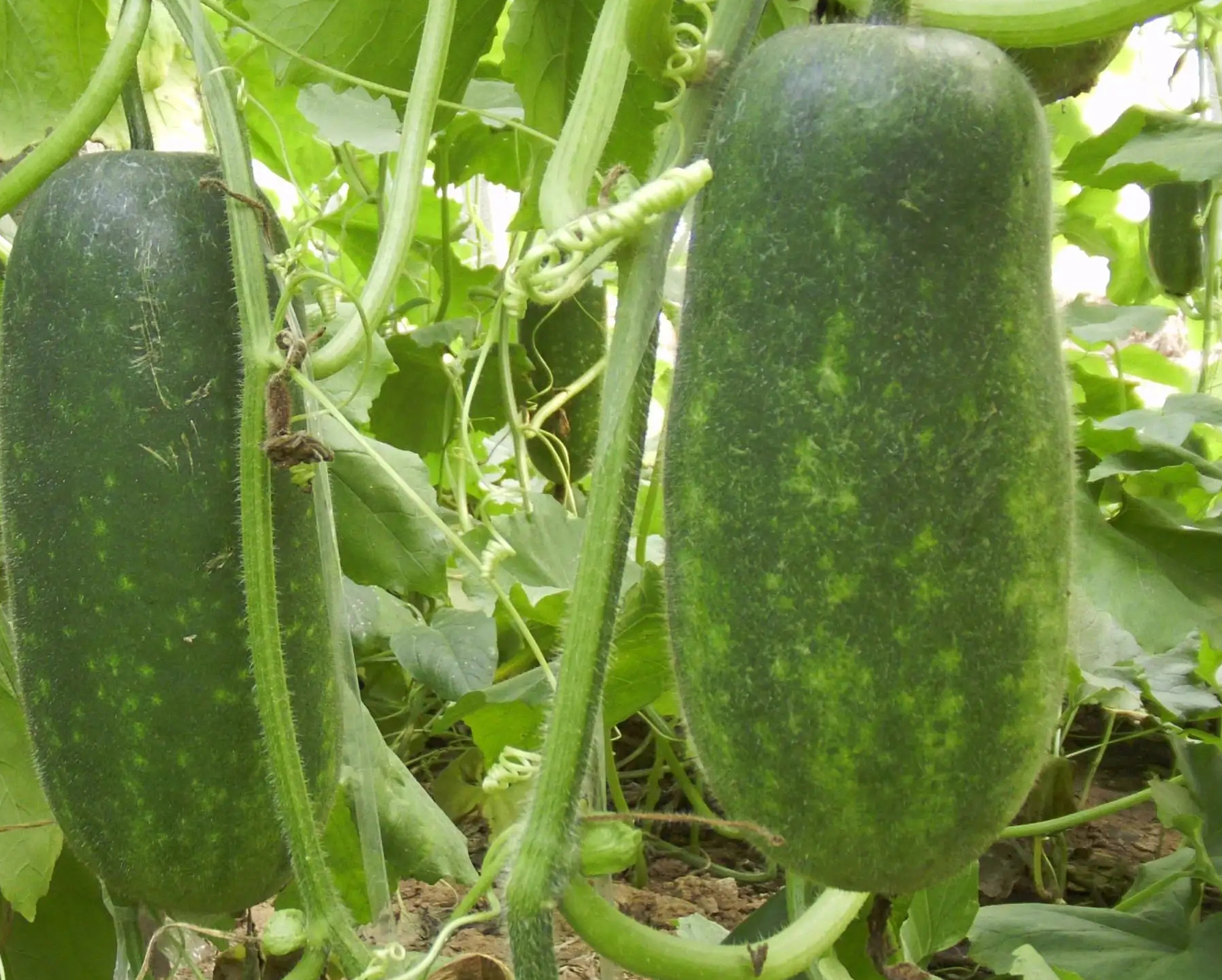 Precautions for eating wax gourd iNEWS