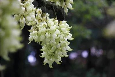 朱雀花 别名白花油麻藤 资讯咖