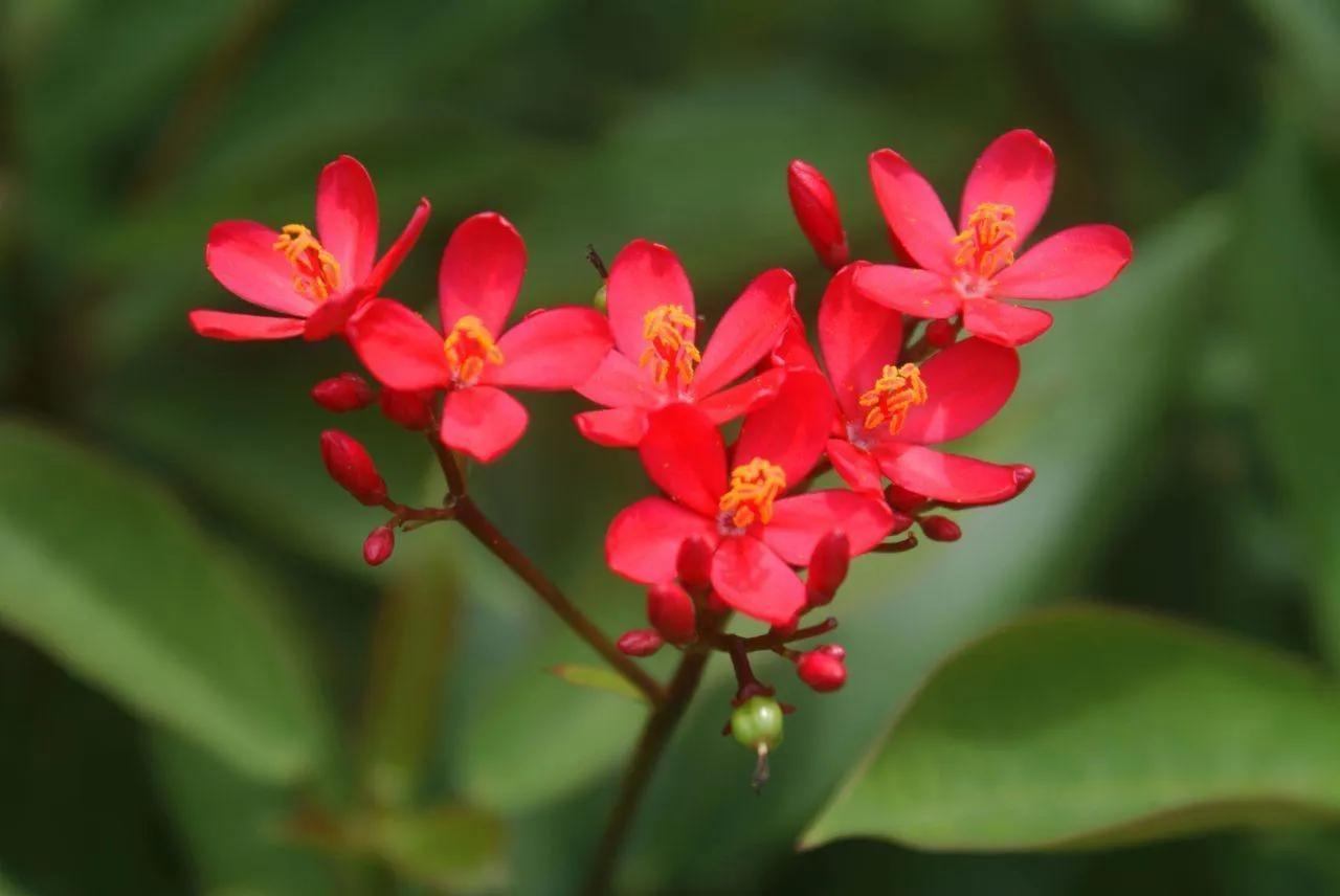 Plants with red flowers (below) prosperous and delicate, I took 7