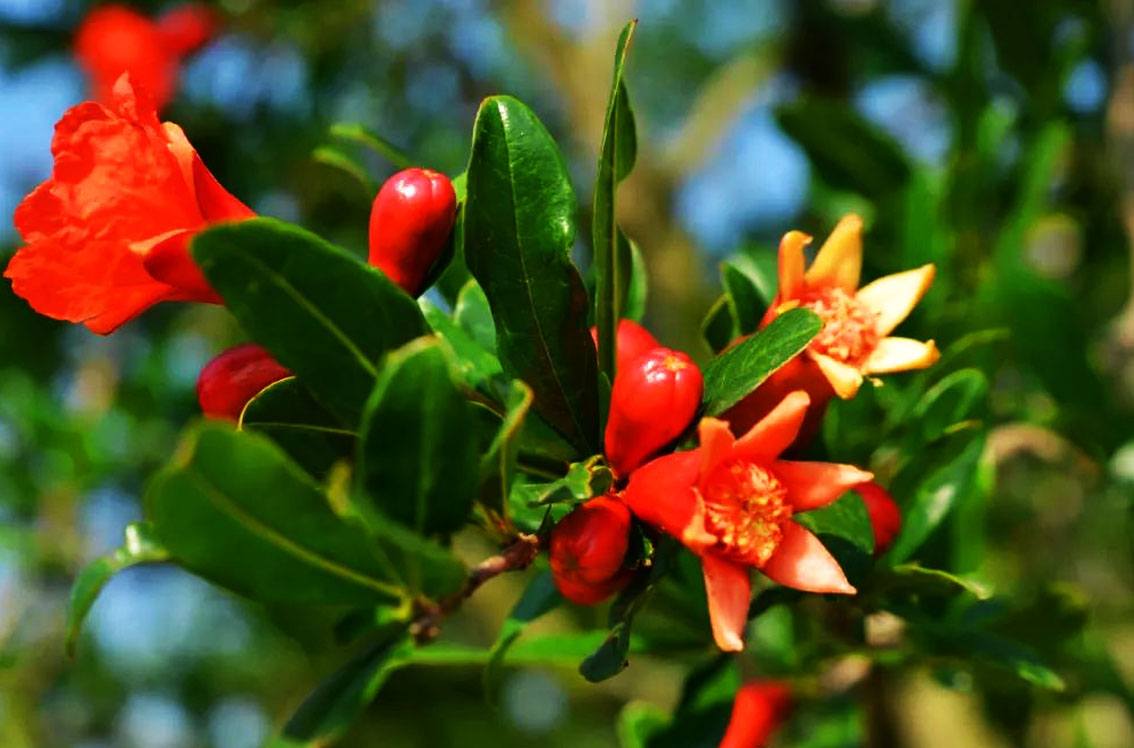 Strange fruit - pomegranate - iNEWS