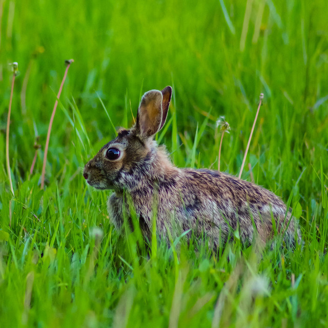 Few of the hares, pheasants, and pigeons left in the homeland - hunters