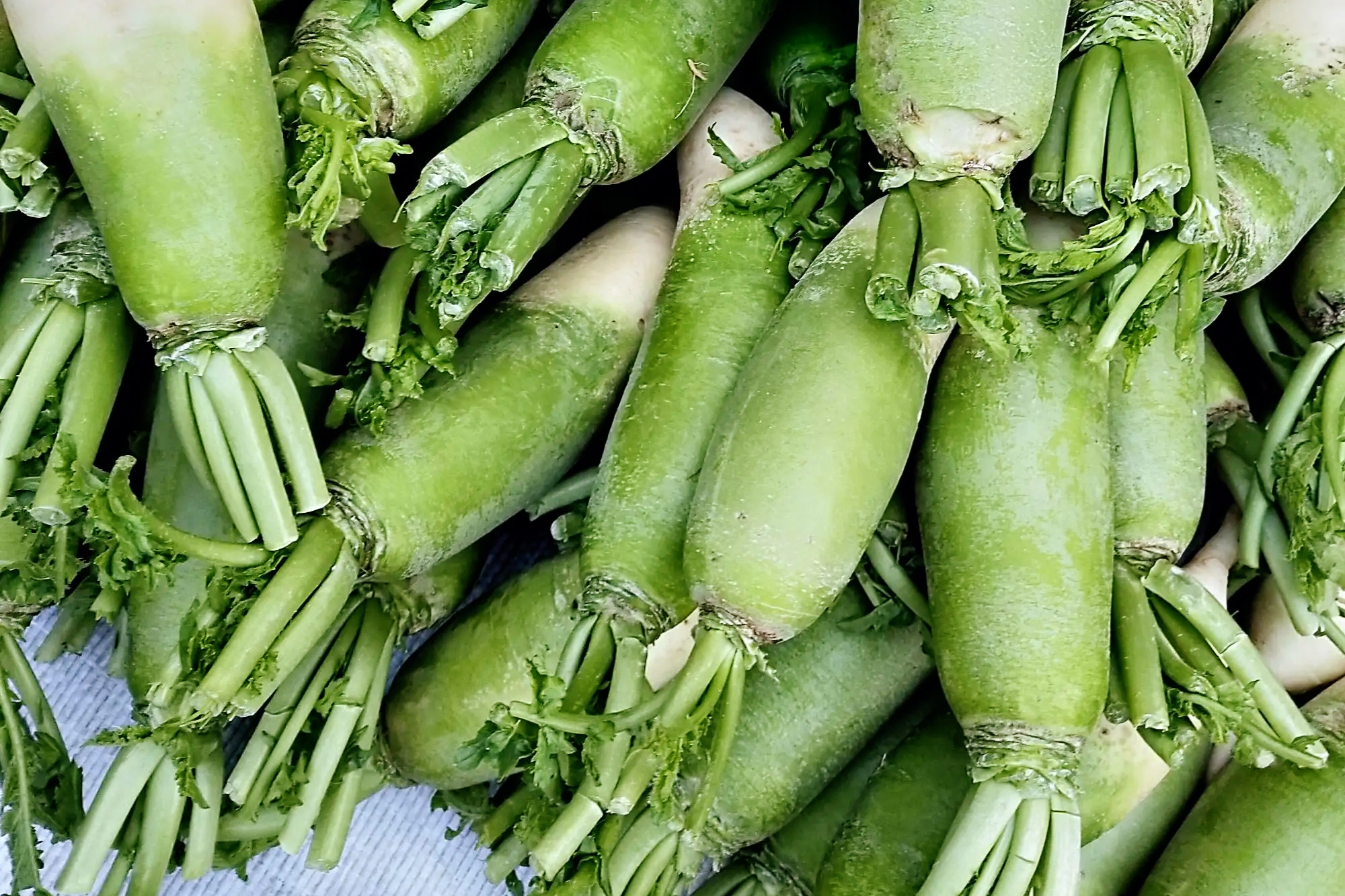 After the frost, the people of Gushi will think of the radish in their