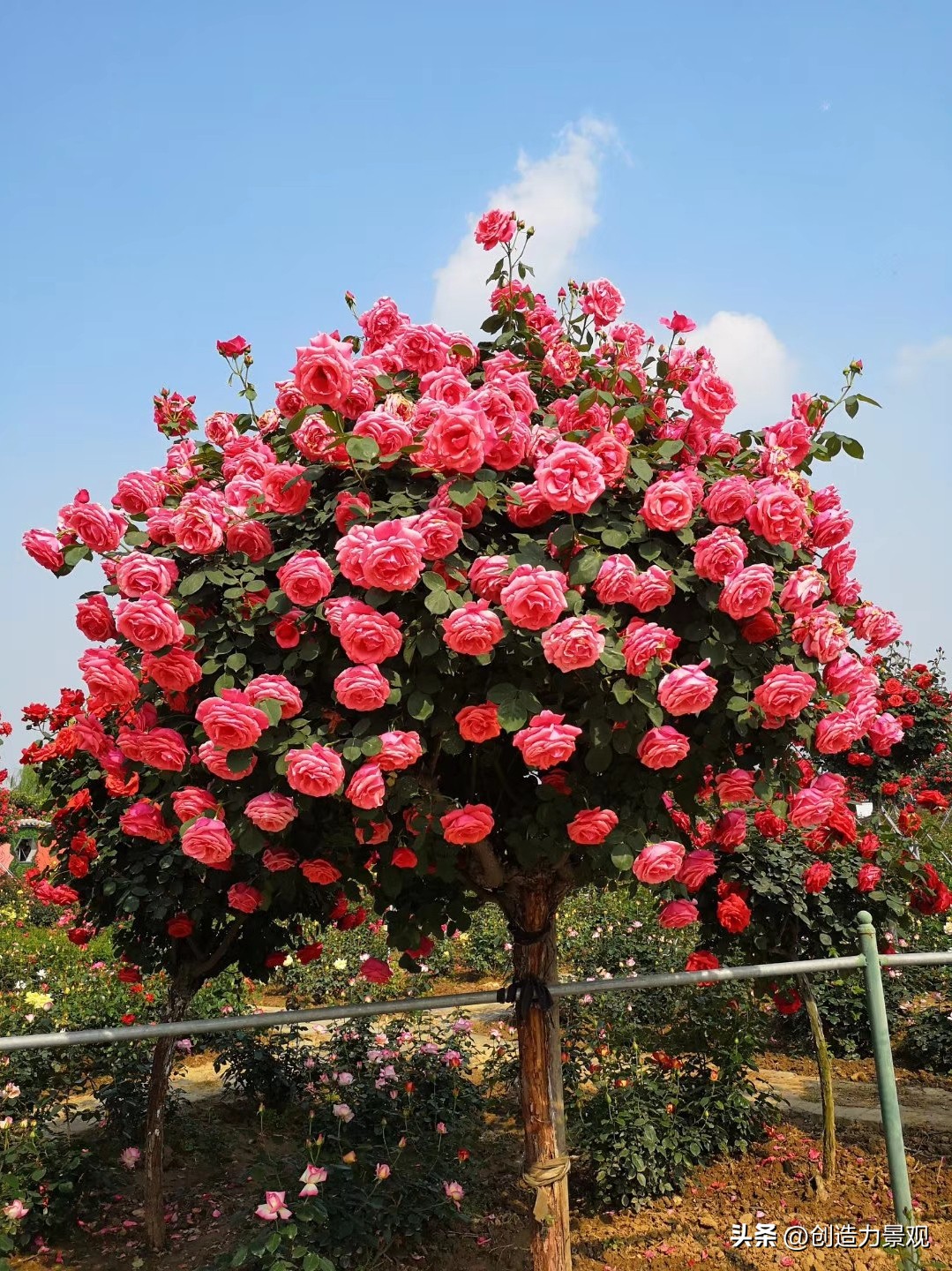 How to plant roses in the garden? Do these things well, and the flowers will bloom continuously