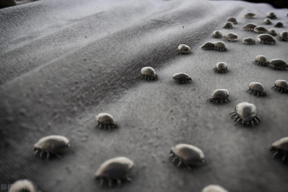 Can essential oils kill mites? These methods are more effective in