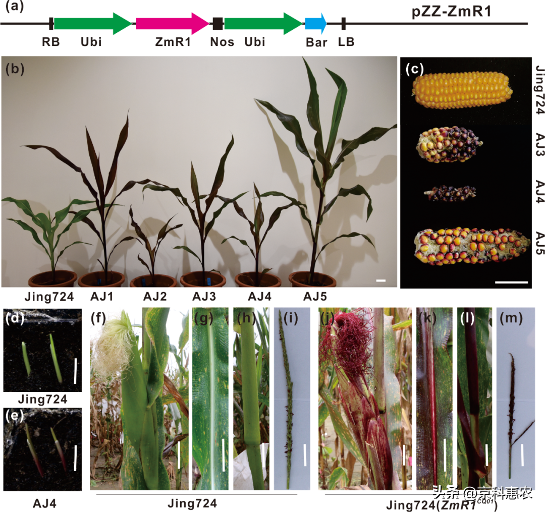 [Scientific Research Progress]The Institute of Maize, Beijing Academy ...