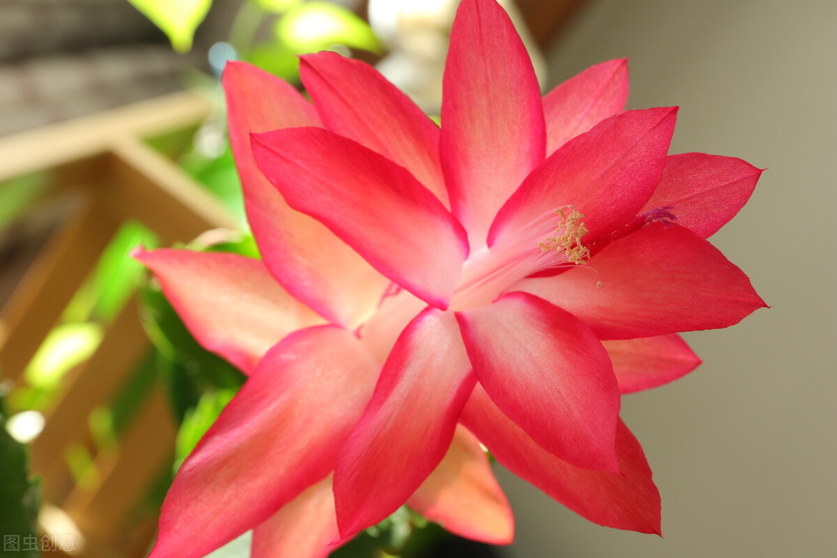 Crab claw and cactus iNEWS