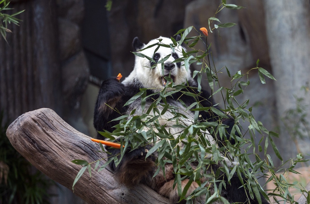 Chiang Mai Thailand 22 Year Old Giant Panda Lin Hui Died In