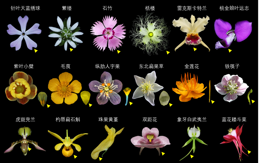 Petals also play routines?Insect: hum~~~ - iNEWS