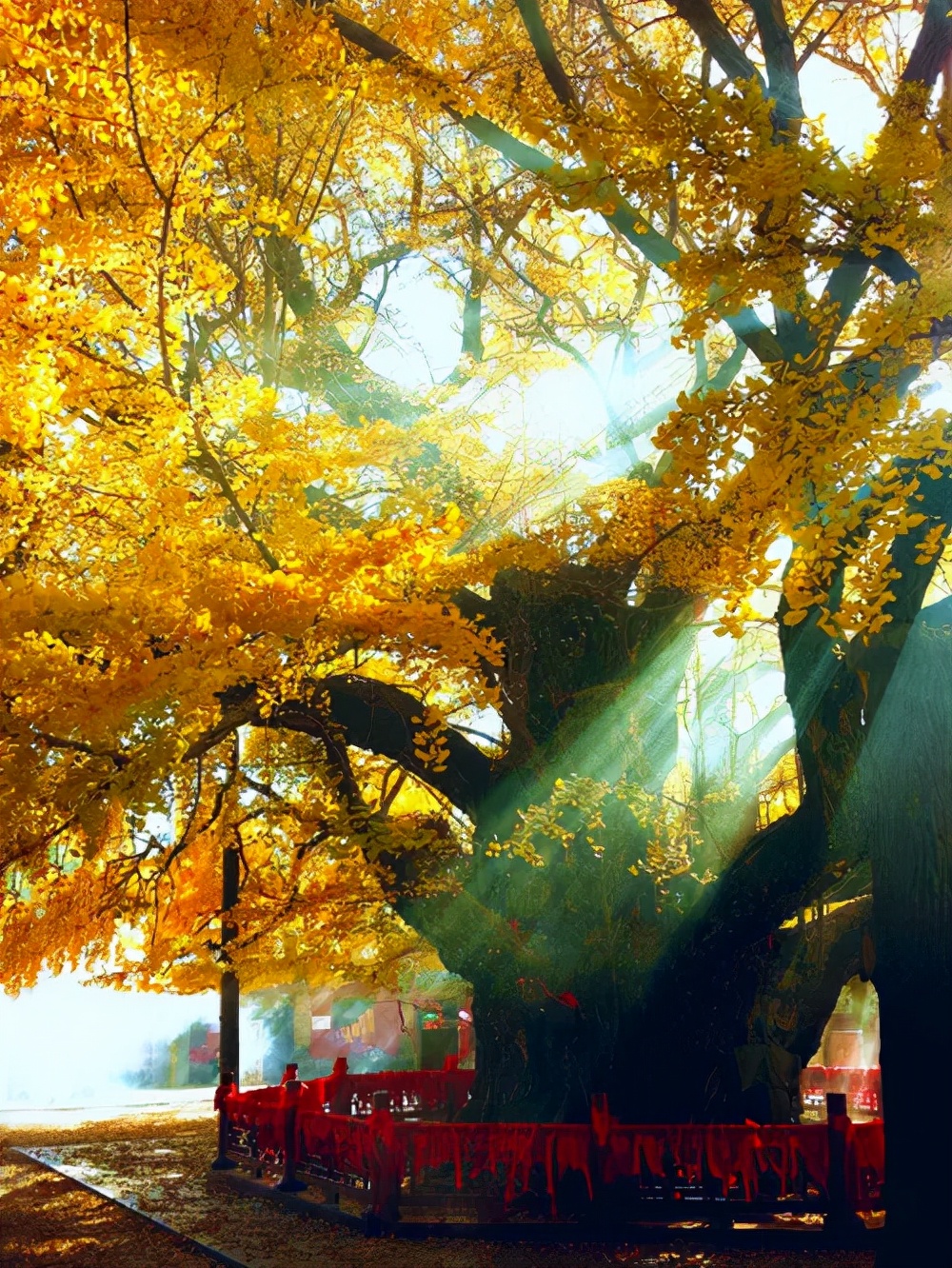 Can towering trees really "go to the sky"?How tall can trees grow? iNEWS