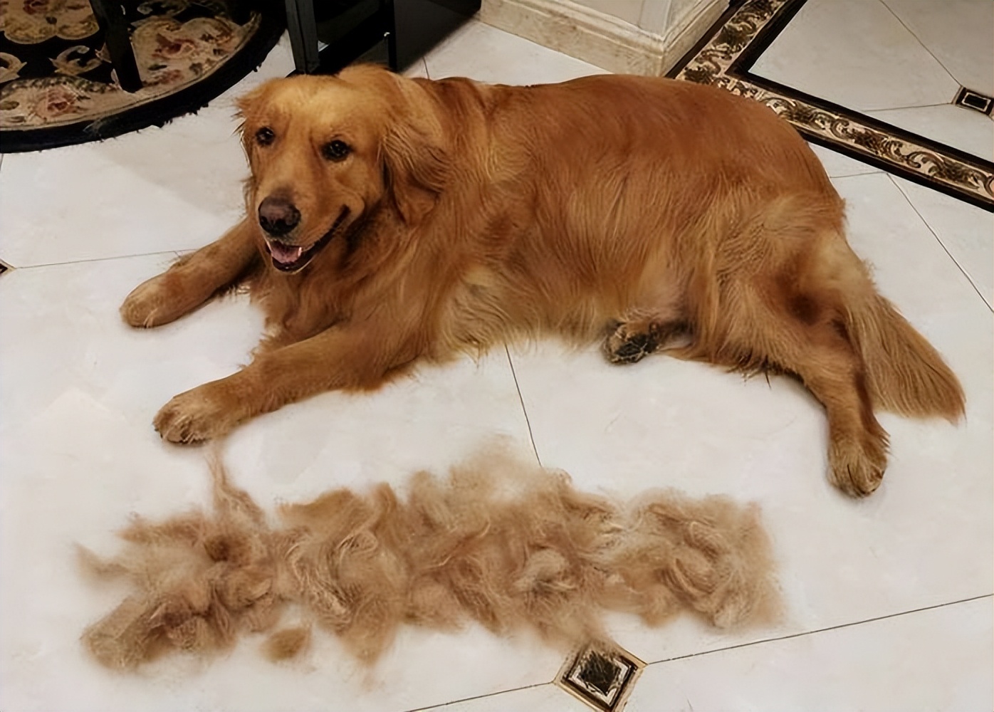 What Causes Golden Retriever Hair Loss? iMedia