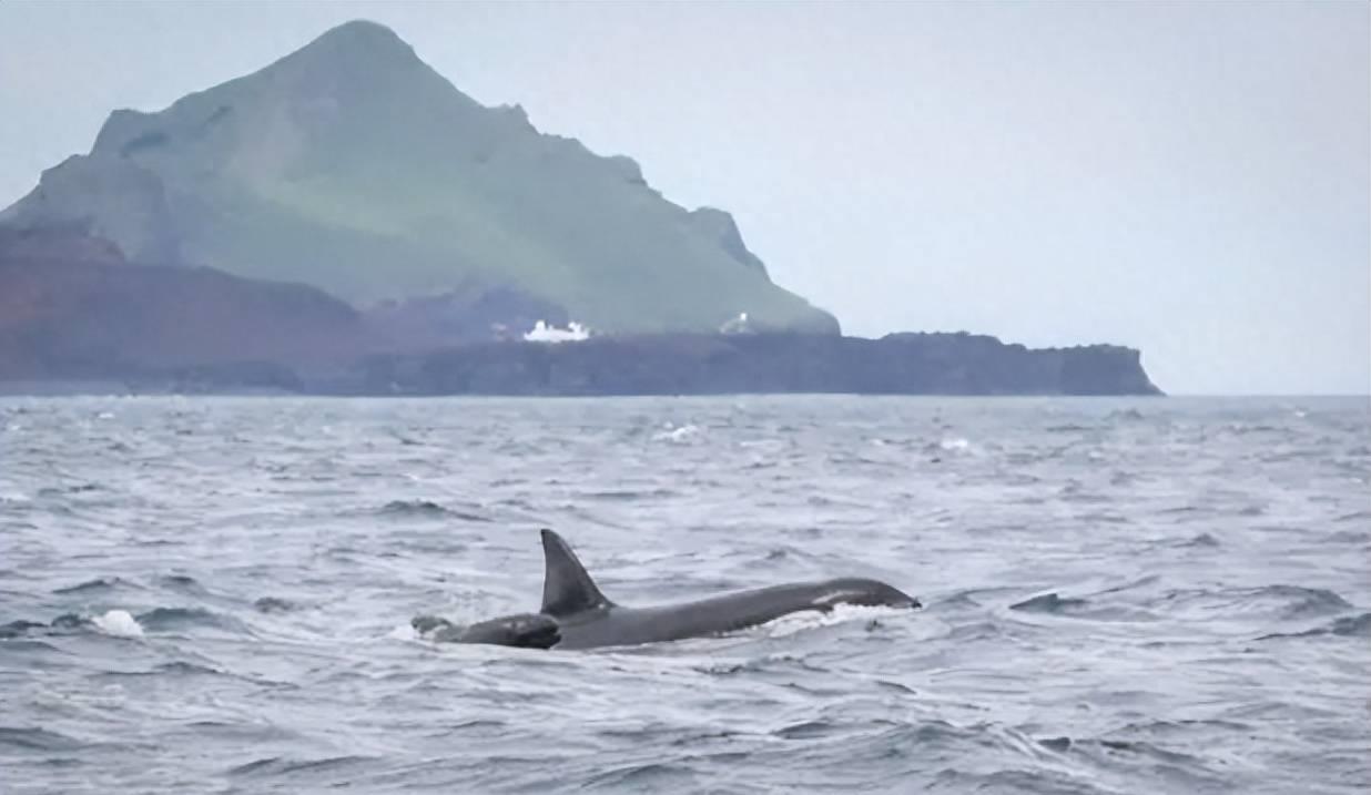 Lasts for over 60 years! Why do killer whales bully and even kill