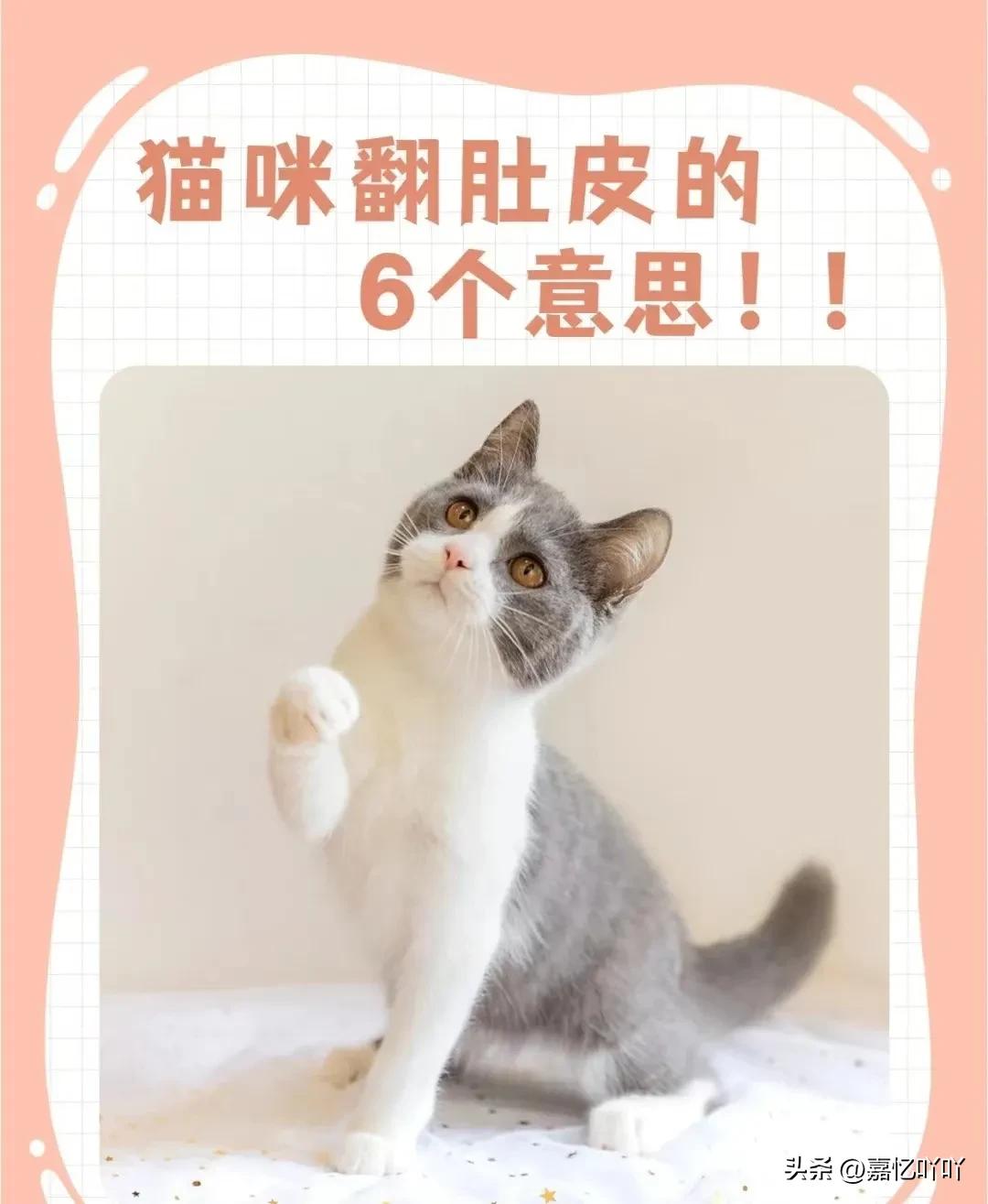 Do you know what it means when a cat turns its belly? iNEWS