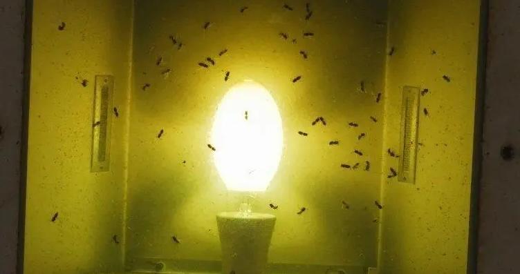 Bulb Insects What are the flying insects that gather around light bulbs in summer ...