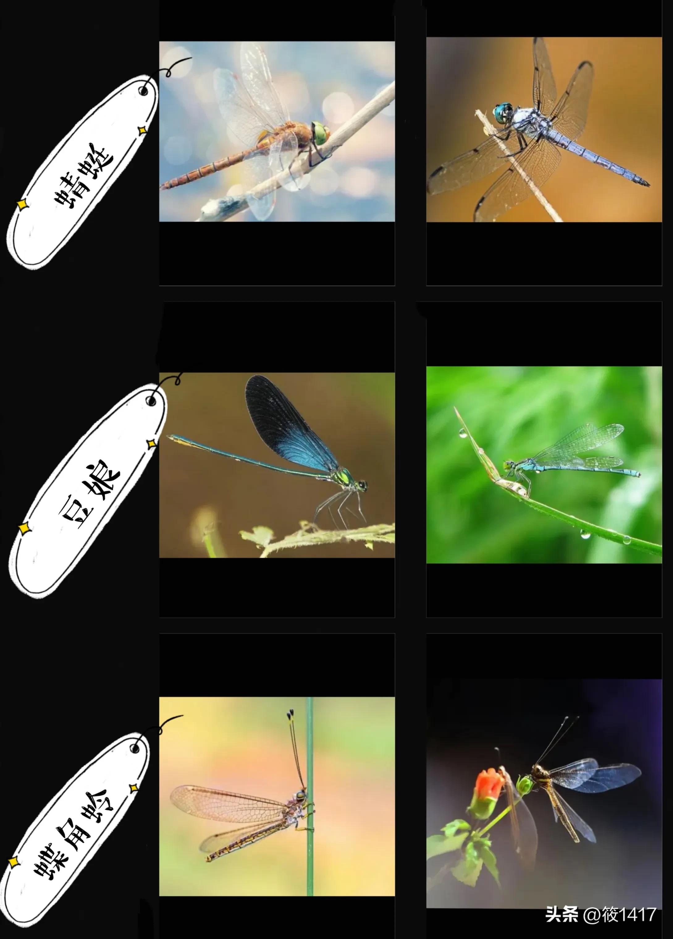 The difference between dragonflies, damselfly, and butterfly flies iNEWS