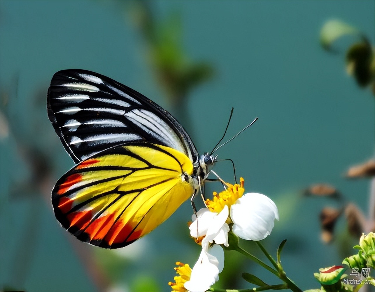 Why do butterflies choose to drink nectar from flowers? iNEWS