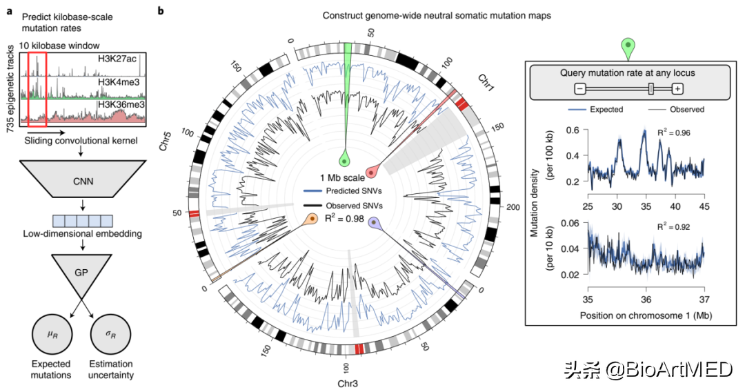 Genome-wide Atlas Of Somatic Mutation Rates Reveals Drivers Of Cancer ...