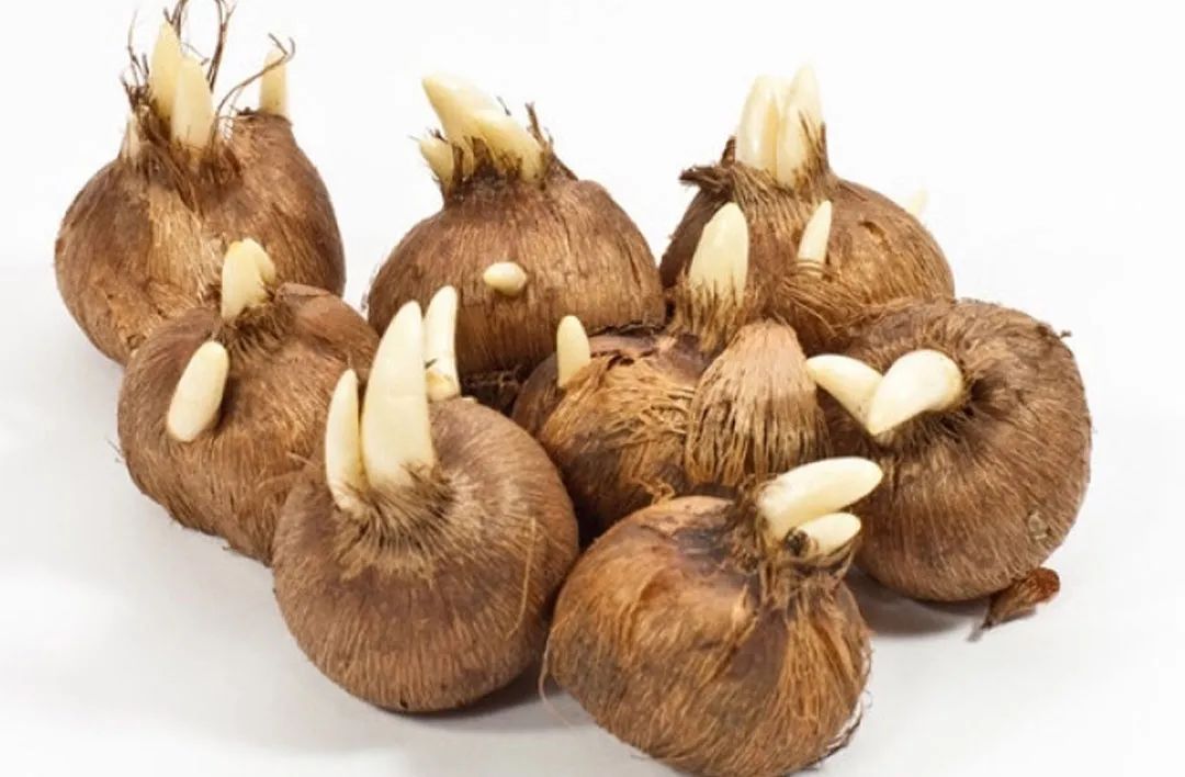 How much do you know about these 20 flower "slang words"? iMedia