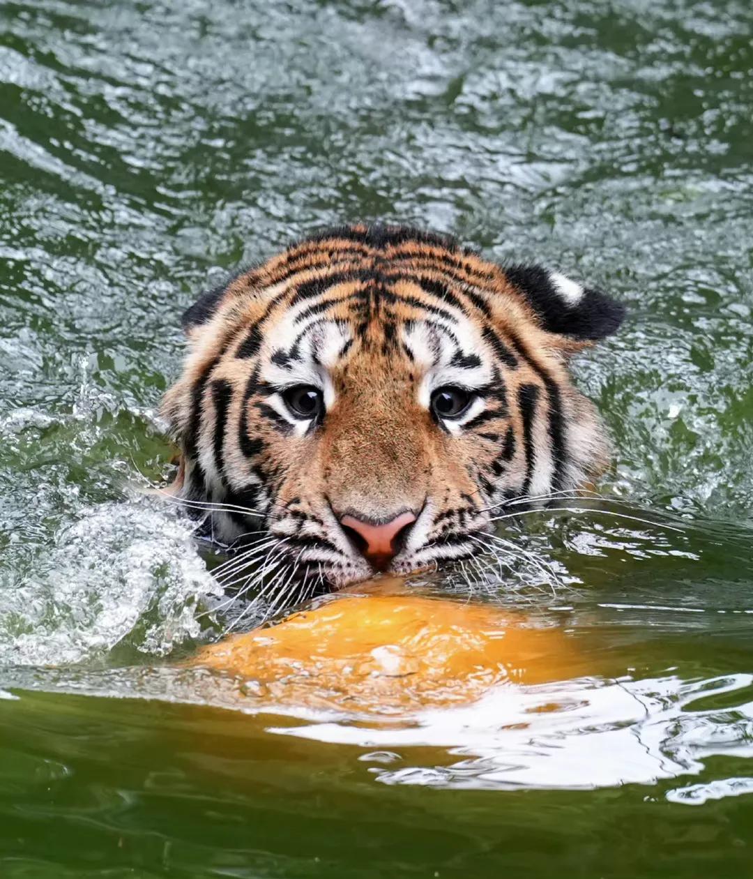 How much does it cost to keep a tiger a year? iNEWS