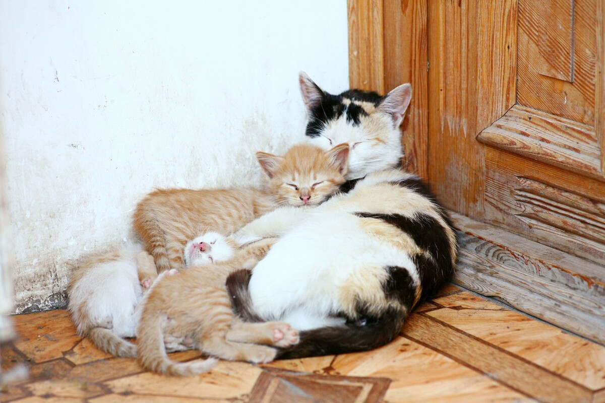 Why are cats so curious? Want to touch everything? Is it just because