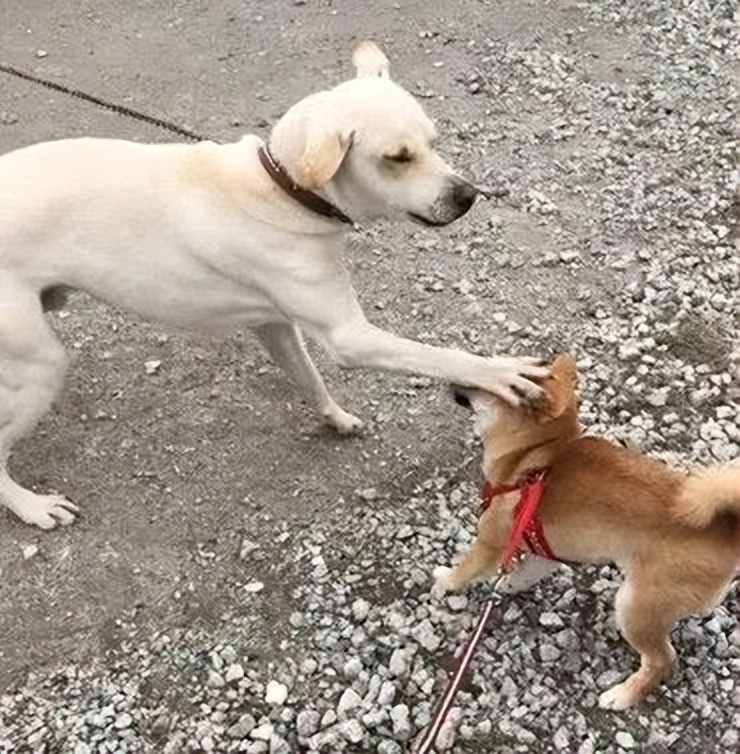 Why do big dogs always avoid small dogs?It should be an inherent rule