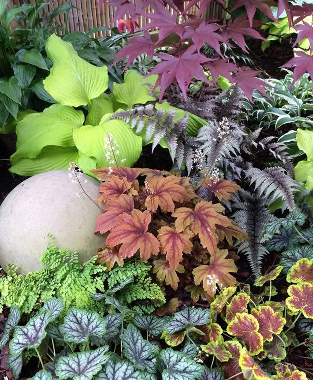 It's just right to use alum root, it can be used for gardening and