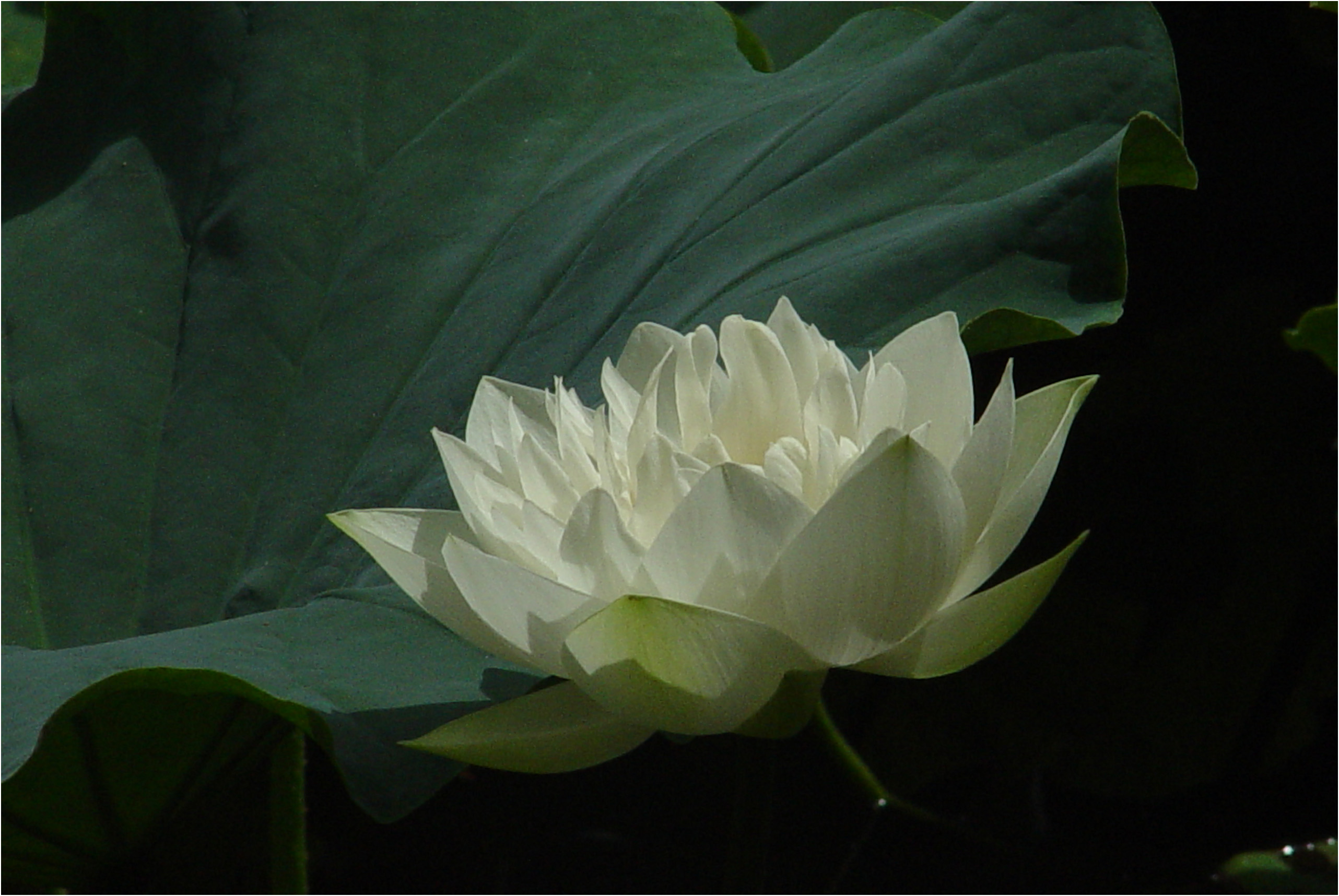 At the beginning of photography, the two pictures [lotus flower] and ...