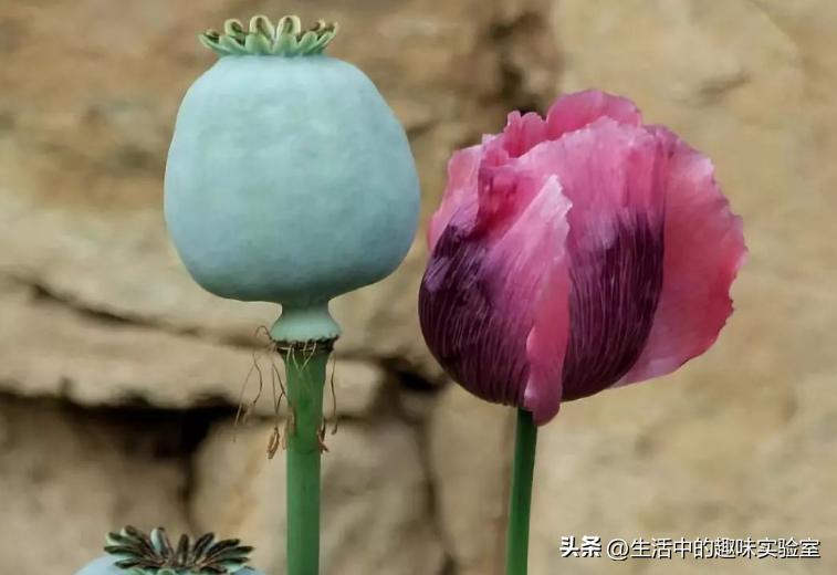 Poppy Shell Poppy is obviously a raw material for drugs, why do some businesses add ...