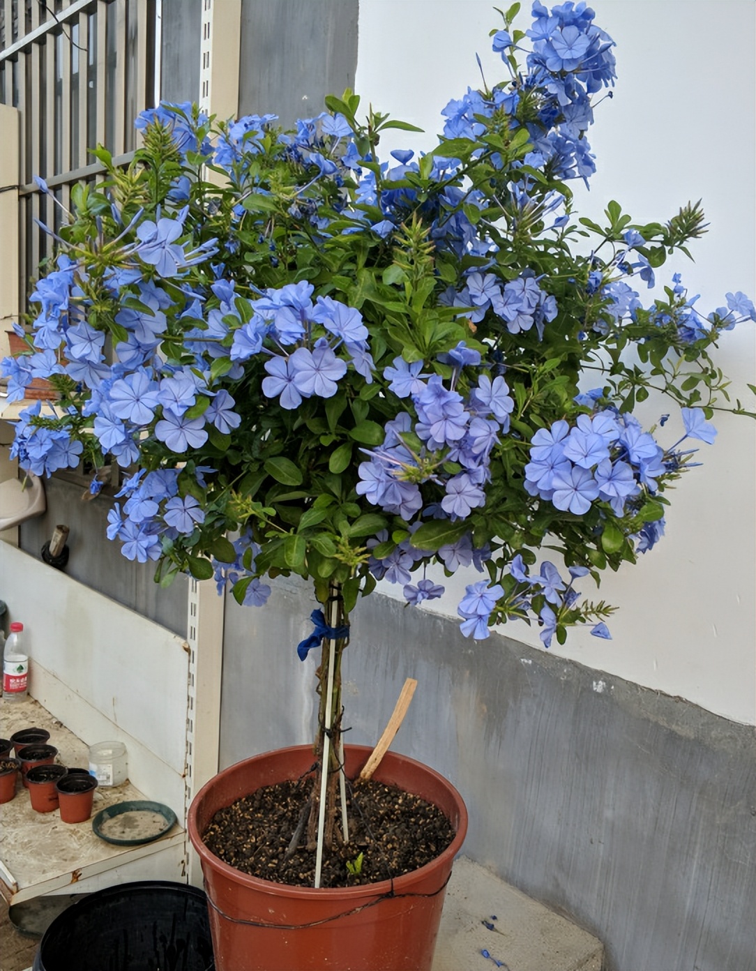 9 kinds of spicy flowers that "don't die in the sun", under the hot sun