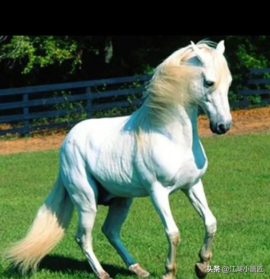 假如我有一双翅膀写句子