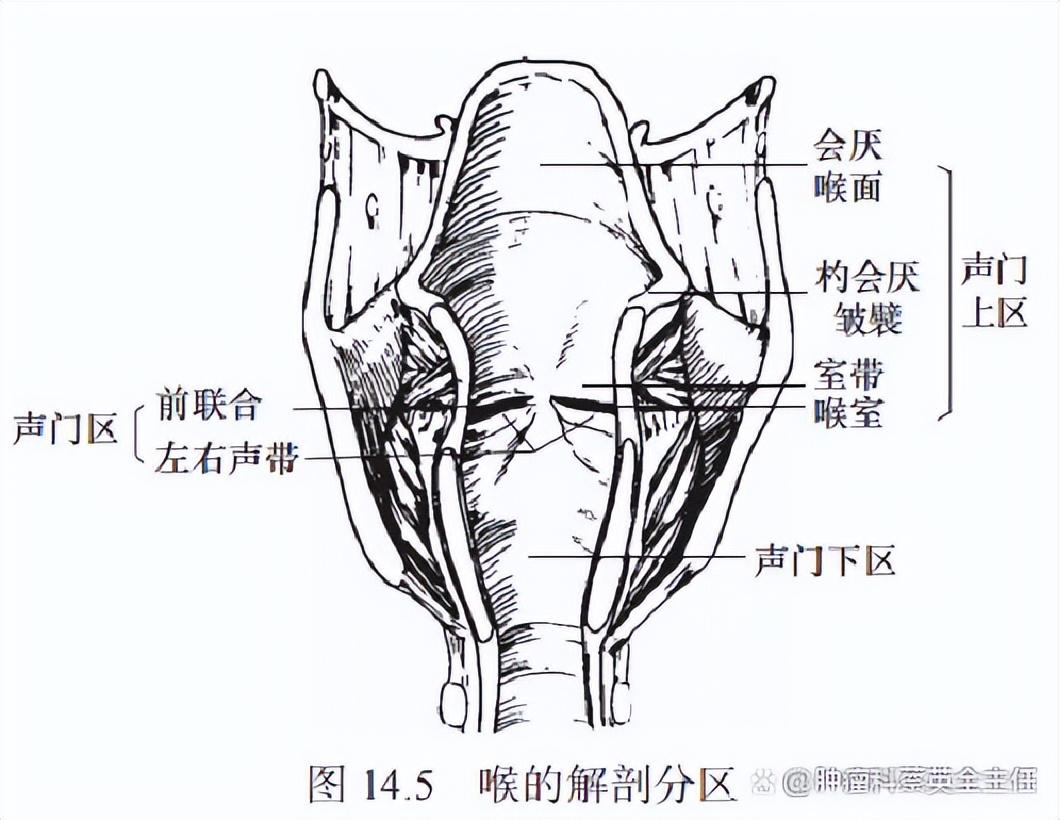 Staging Of Throat Cancer Inews 1479