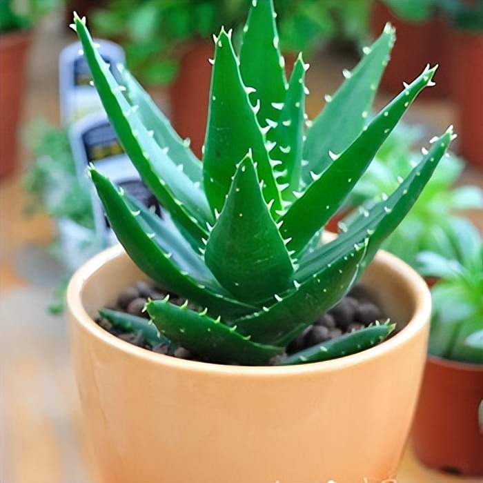 How To Grow Aloe Bitter Aloe Coastal Aloe Common Aloe Indian Aloe iNEWS