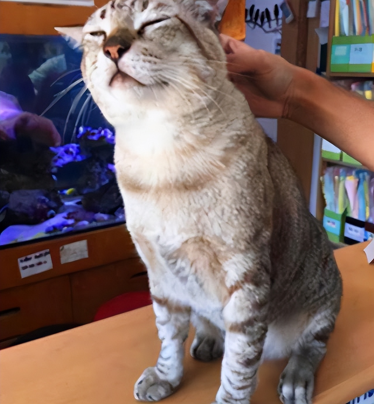 When the owner strokes the cat's head, what does it mean to the cat