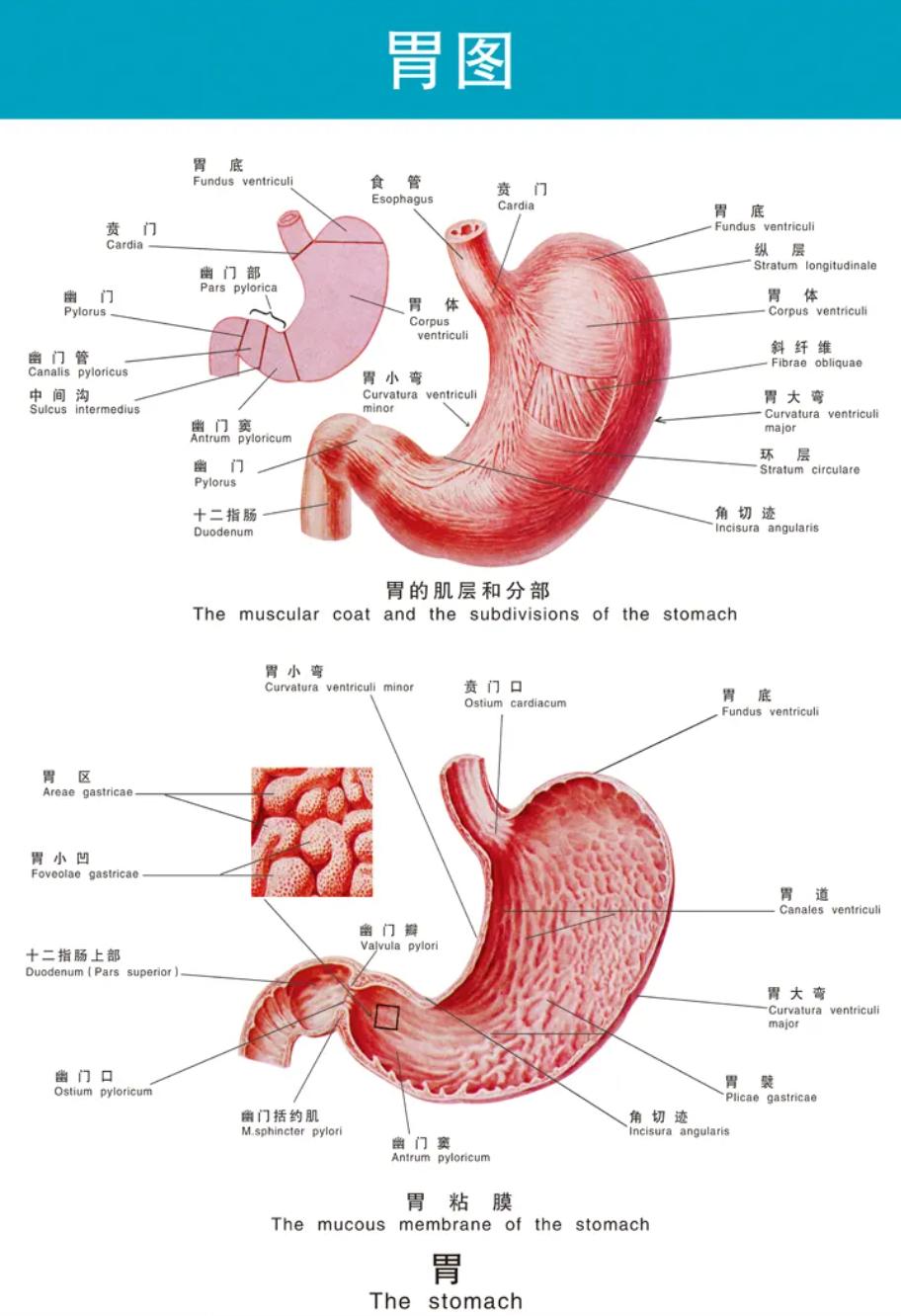 curiosity!Does ice water hurt your stomach? iNEWS