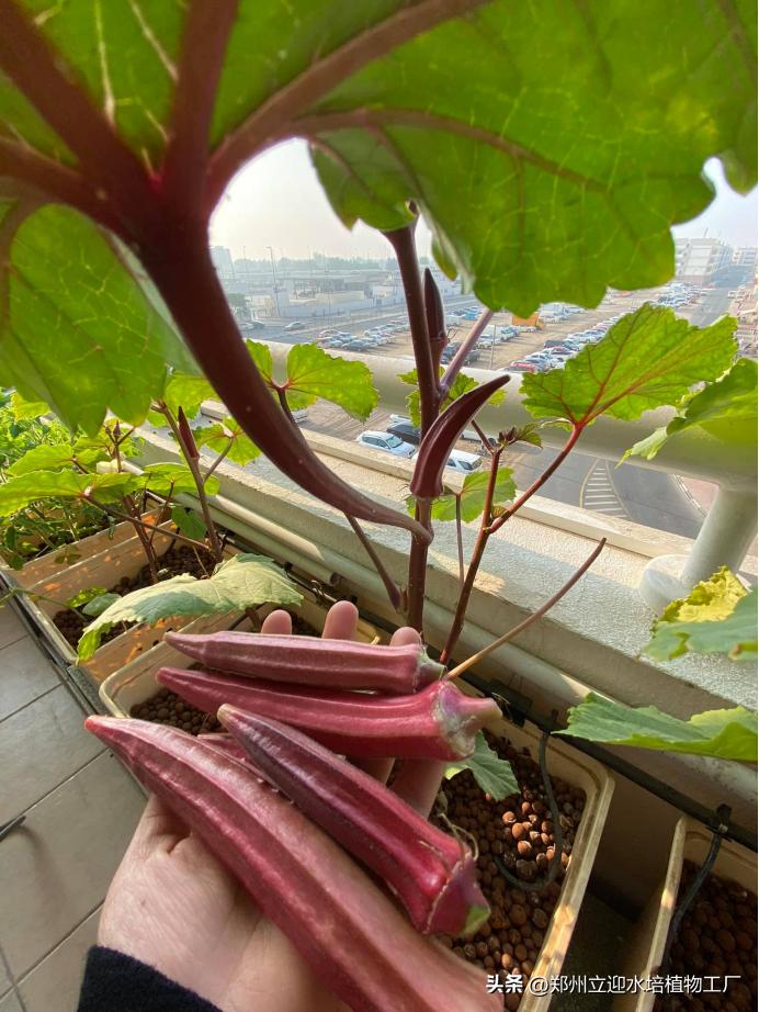 how-to-grow-vegetables-on-the-balcony-with-substrate-cultivation-home