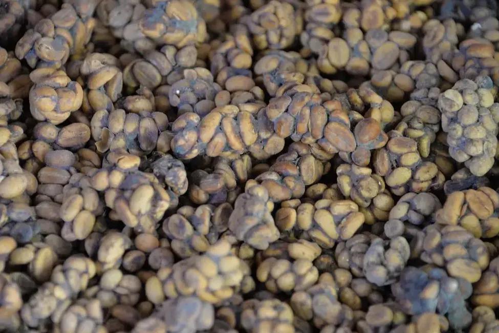 The second most expensive coffee in the world is made of feces iMedia