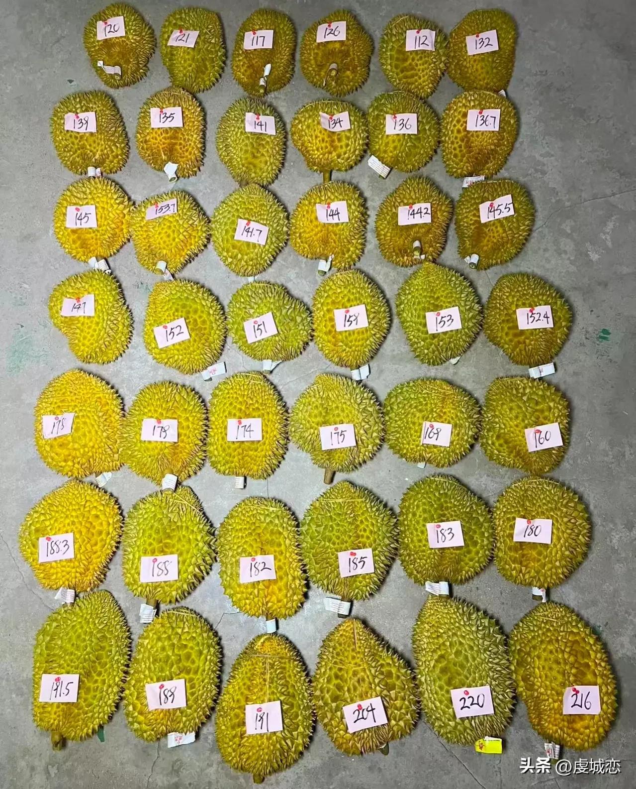 A large number of durians are on the market, master six selection tips