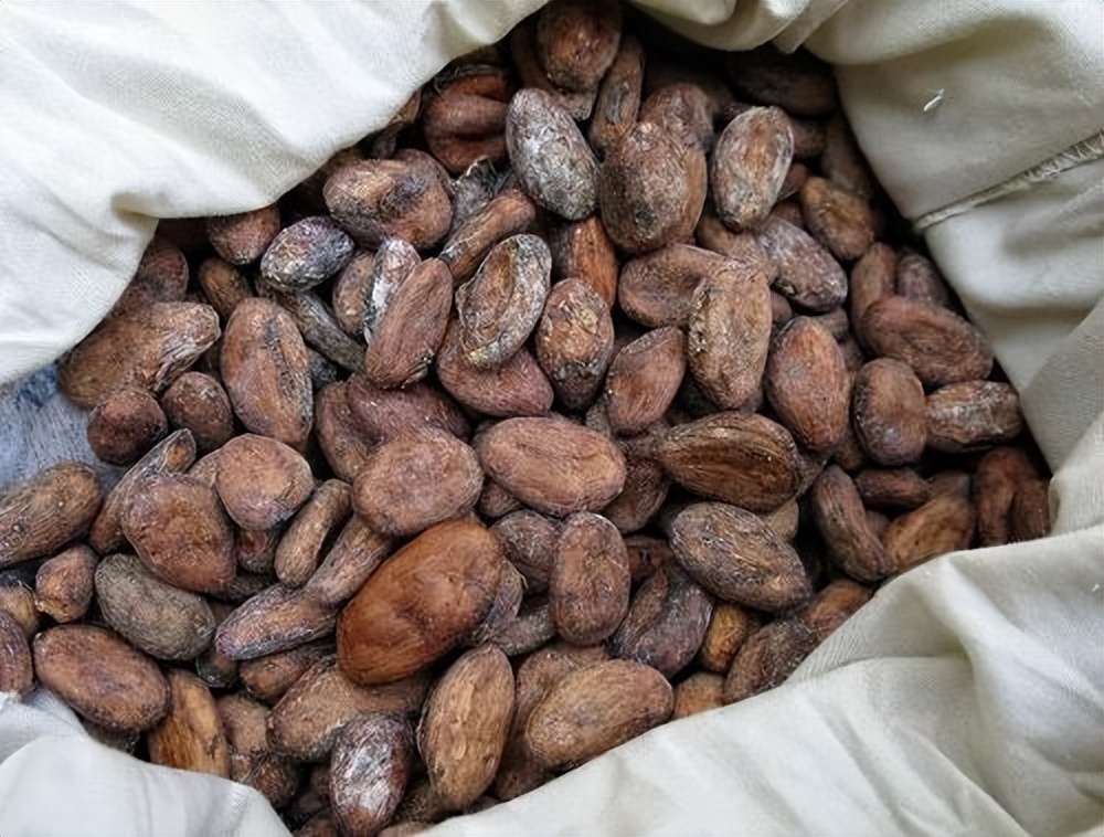 In the 16th century, the Aztecs first discovered the use of cocoa beans ...