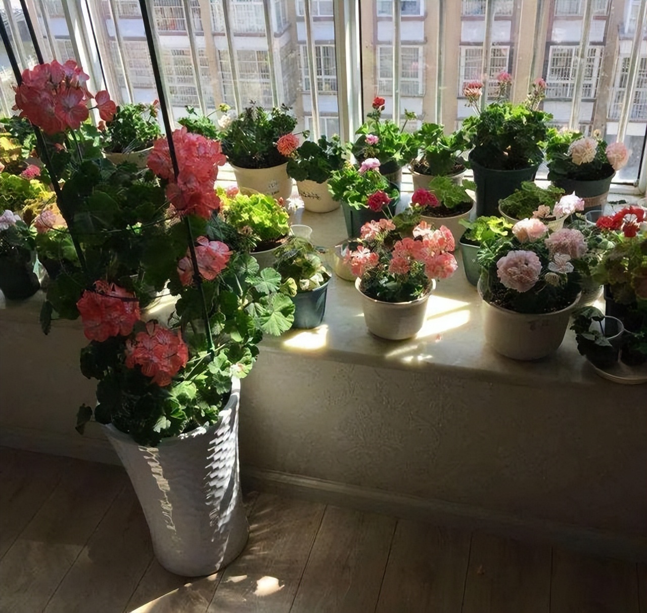 There are "6 unsuitable" for growing flowers indoors. If you make