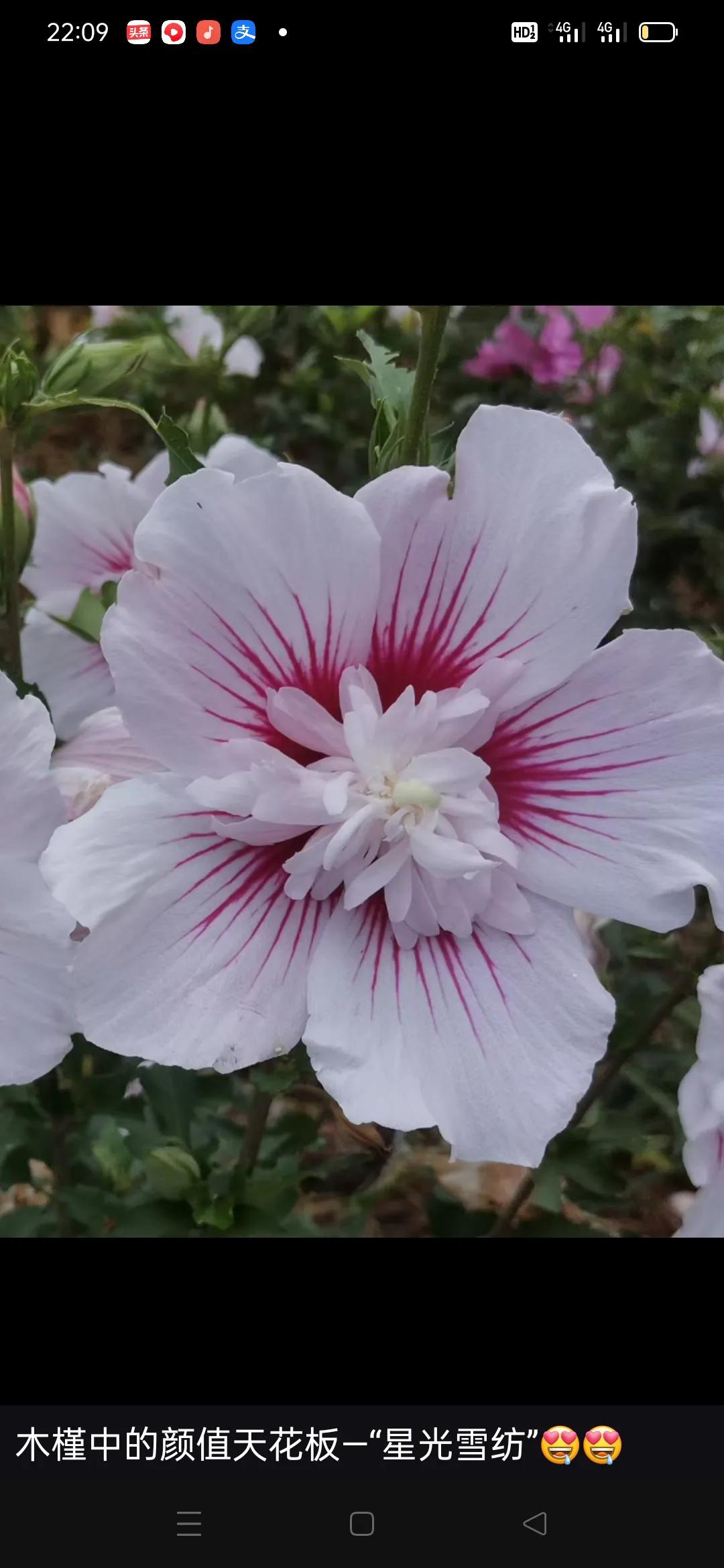 Autobiography of a flower lover (50) iMedia