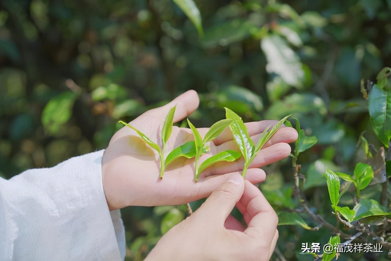 What is ancient tree tea?Why is ancient tree tea said to be the ceiling ...