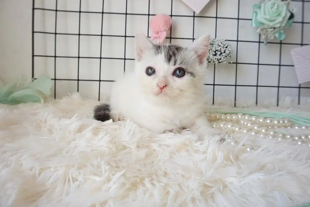 Which website should I go to to buy a cat? What should I pay attention