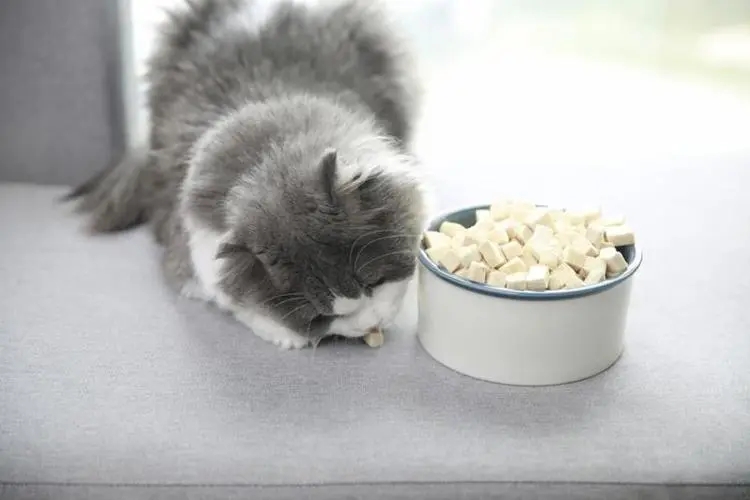 What to do if the kitten does not eat? Reasons and solutions for
