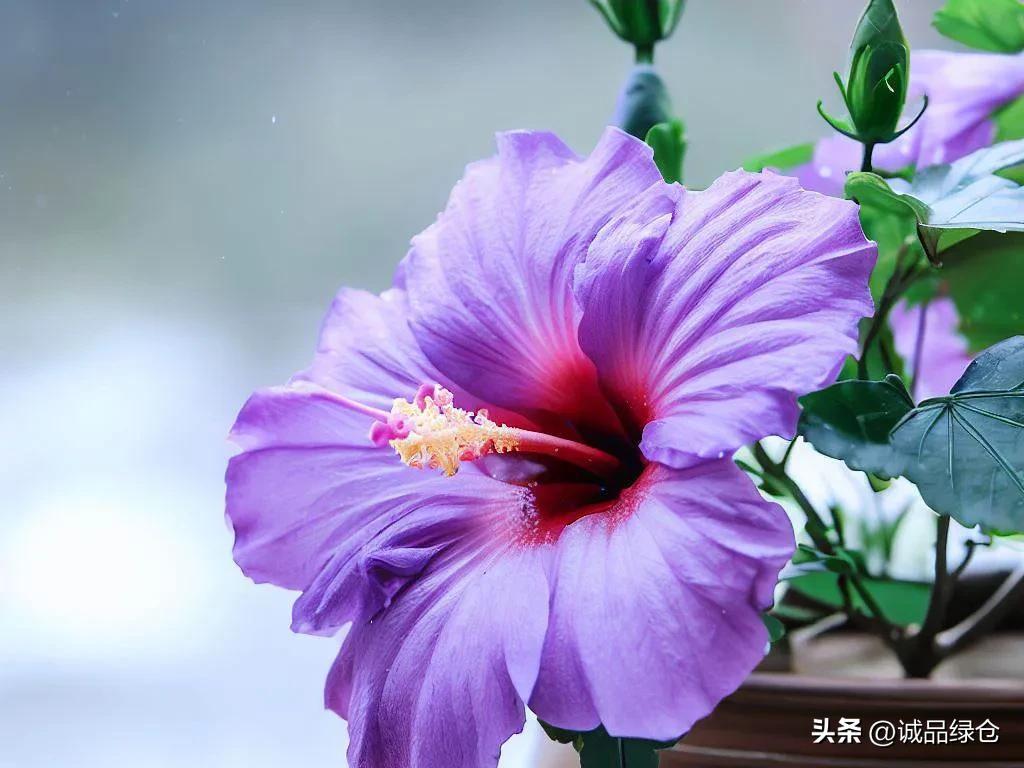 How to raise hibiscus in winter? One article teaches you to do it easily! iNEWS