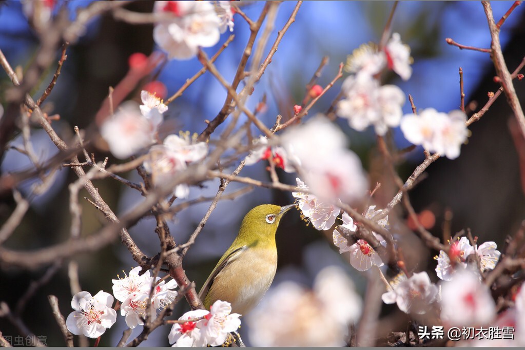 Three beautiful ancient poems for the Spring Festival: Spring is also ...