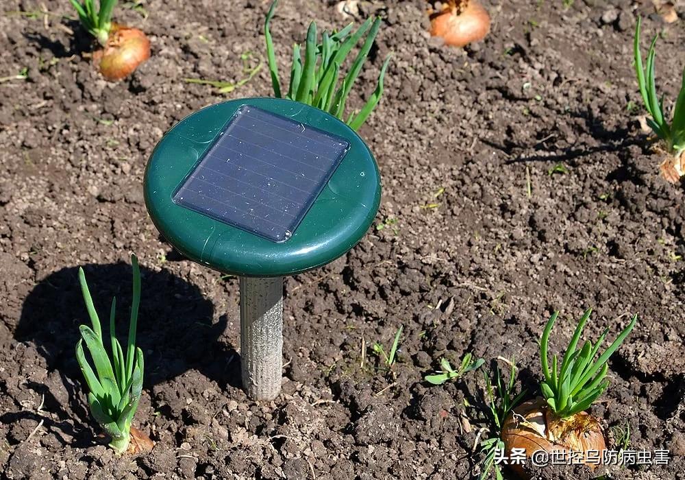 15 Tips on How to Humanely Repel Birds iNEWS