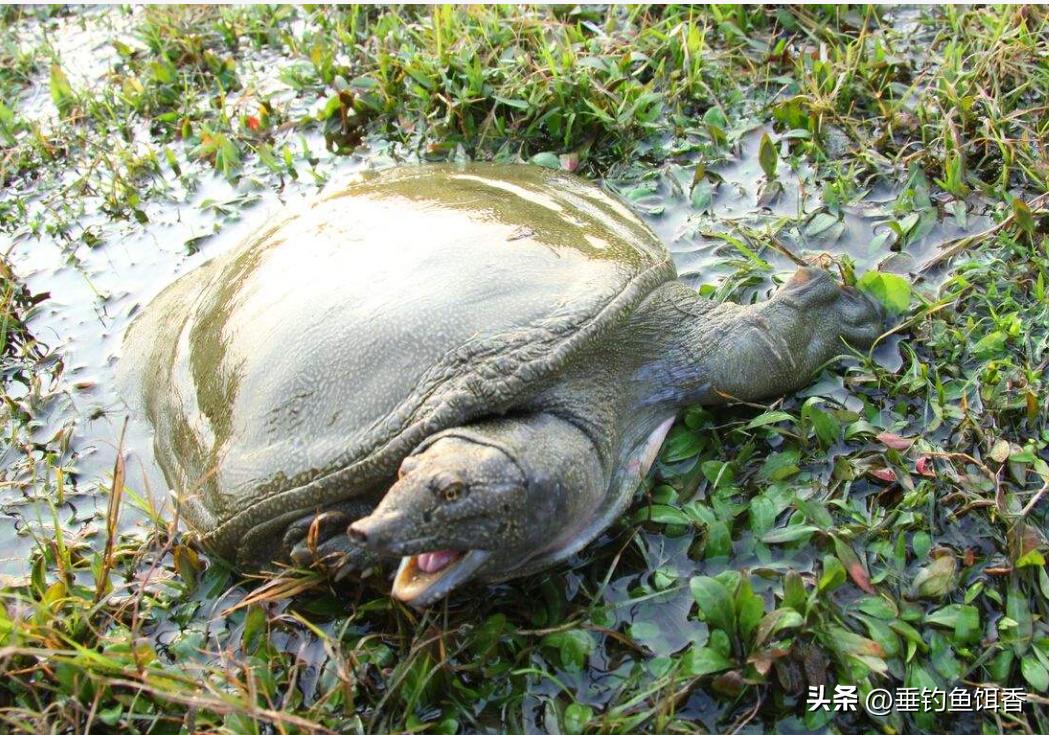 The Mystery of the Giant Soft-shelled Turtle: Why did a giant soft ...